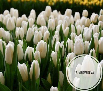 Тюльпан "Медведева" 17 фото